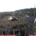 18_30-nest.jpg