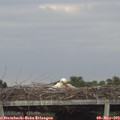 18_40-mast.jpg