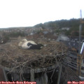 18_40-nest.jpg