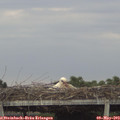 18_45-mast.jpg