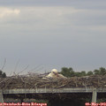 18_50-mast.jpg