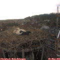 18_50-nest.jpg