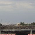 18_55-mast.jpg