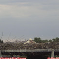 19_00-mast.jpg