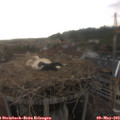 19_00-nest.jpg