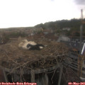 19_05-nest.jpg