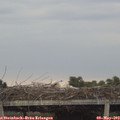 19_15-mast.jpg