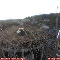 19_15-nest.jpg