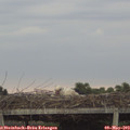 19_20-mast.jpg