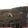 19_20-nest.jpg