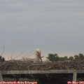 19_25-mast.jpg