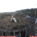 19_25-nest.jpg