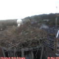 19_30-nest.jpg