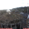 19_35-nest.jpg