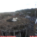 19_40-nest.jpg