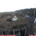 19_45-nest.jpg
