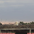 19_50-mast.jpg