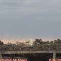 19_55-mast.jpg