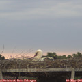 20_00-mast.jpg