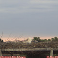 20_05-mast.jpg