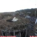 20_05-nest.jpg
