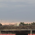 20_10-mast.jpg