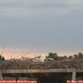20_15-mast.jpg
