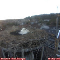 20_15-nest.jpg
