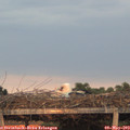 20_20-mast.jpg