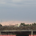 20_25-mast.jpg