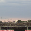 20_30-mast.jpg