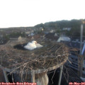 06_00-nest.jpg