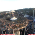 06_05-nest.jpg
