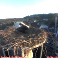 06_10-nest.jpg