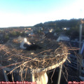 06_20-nest.jpg