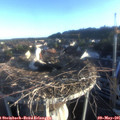 06_40-nest.jpg