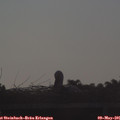 06_50-mast.jpg