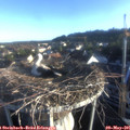 06_50-nest.jpg
