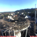 06_55-nest.jpg
