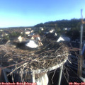 07_00-nest.jpg