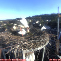 07_05-nest.jpg