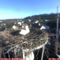 07_15-nest.jpg
