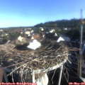07_20-nest.jpg