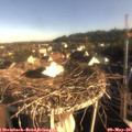 07_35-nest.jpg