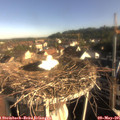 08_05-nest.jpg