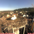 08_25-nest.jpg