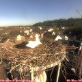 08_30-nest.jpg
