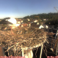 08_35-nest.jpg