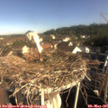 08_40-nest.jpg