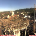 08_45-nest.jpg